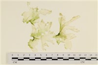 登錄號:A00001386藏品圖，第1張