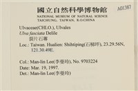 長片石蓴, 裂片石蓴藏品圖，第2張