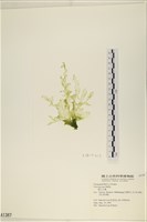 長片石蓴, 裂片石蓴藏品圖，第1張