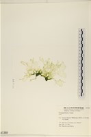 登錄號:A00001388藏品圖，第3張