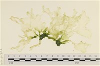 登錄號:A00001388藏品圖，第1張