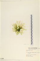 登錄號:A00001389藏品圖，第1張