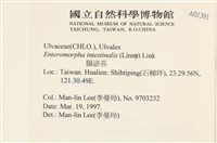 腸滸苔, 河石髮藏品圖，第2張