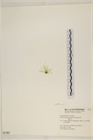 腸滸苔, 河石髮藏品圖，第3張