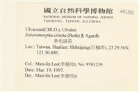 多毛滸苔藏品圖，第2張