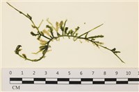 登錄號:A00001394藏品圖，第1張