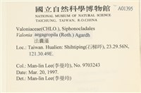法囊藻藏品圖，第2張