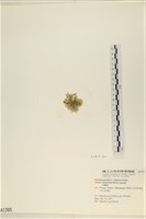 法囊藻藏品圖，第3張