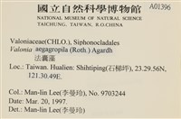法囊藻藏品圖，第2張