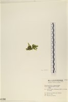法囊藻藏品圖，第3張