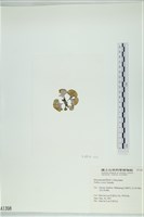 登錄號:A00001398藏品圖，第3張