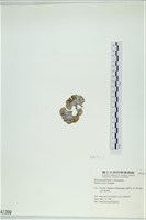 登錄號:A00001399藏品圖，第3張