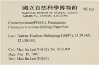 小毛孢藻, 小鹿角苔藏品圖，第2張