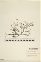 小毛孢藻, 小鹿角苔藏品圖，第1張