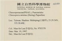 小毛孢藻, 小鹿角苔藏品圖，第2張