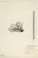 小毛孢藻, 小鹿角苔藏品圖，第3張