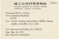 茶花石蓴, 牡丹菜藏品圖，第2張