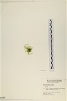 茶花石蓴, 牡丹菜藏品圖，第3張