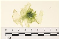 茶花石蓴, 牡丹菜藏品圖，第1張