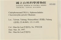 線形硬毛藻, 卷絲綠苔藏品圖，第2張