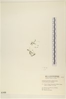 線形硬毛藻, 卷絲綠苔藏品圖，第3張