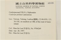 盾葉蕨藻藏品圖，第2張