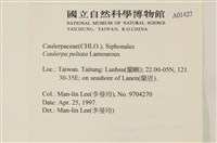 盾葉蕨藻藏品圖，第2張