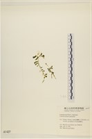 盾葉蕨藻藏品圖，第3張