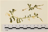 盾葉蕨藻藏品圖，第1張