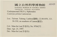 盾葉蕨藻藏品圖，第2張
