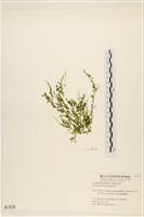 盾葉蕨藻藏品圖，第1張