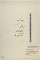 盾葉蕨藻藏品圖，第3張