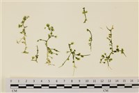 盾葉蕨藻藏品圖，第1張