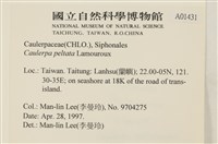 盾葉蕨藻藏品圖，第2張