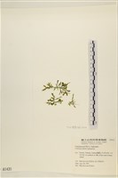 盾葉蕨藻藏品圖，第1張