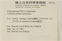 盾葉蕨藻藏品圖，第2張