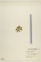 盾葉蕨藻藏品圖，第3張