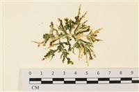 盾葉蕨藻藏品圖，第1張