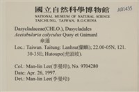 傘藻藏品圖，第2張