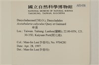 傘藻藏品圖，第2張