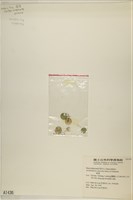 傘藻藏品圖，第3張