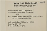 傘藻藏品圖，第2張