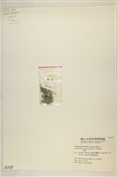 傘藻藏品圖，第3張