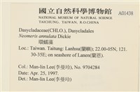 環蠕藻藏品圖，第2張