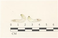 范氏蠕藻藏品圖，第1張