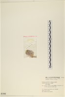 單球法囊藻藏品圖，第3張