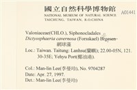 網球藻藏品圖，第2張