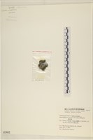 網球藻藏品圖，第3張