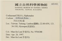 阿拉伯松藻藏品圖，第2張