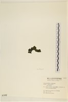 阿拉伯松藻藏品圖，第3張